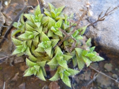 Crassula setulosa