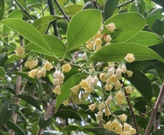 Cordia dentata