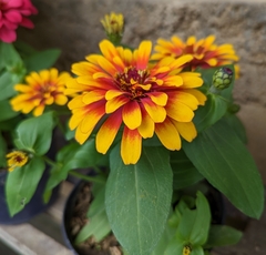 Zinnia elegans