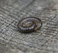 Parajulidae