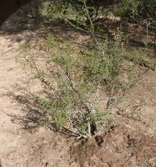 Condalia microphylla