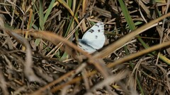 Pontia occidentalis