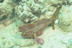 Taenianotus triacanthus