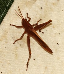 Schistocerca damnifica