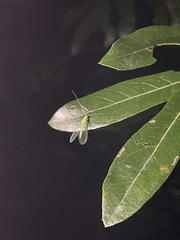 Chrysopa nigricornis