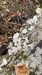 Trametes conchifer