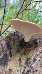 Cerioporus squamosus