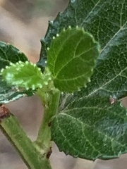Ceanothus thyrsiflorus thyrsiflorus
