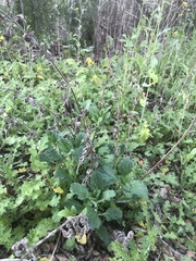 Verbena lasiostachys