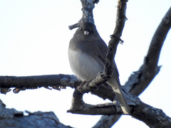 Junco hyemalis image