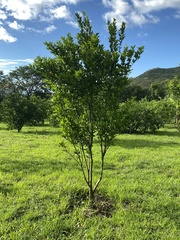 Citrus deliciosa