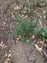 Ceanothus thyrsiflorus thyrsiflorus