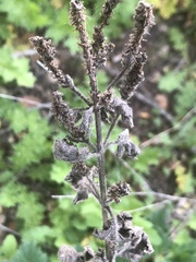 Verbena lasiostachys