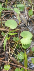 Centella cordifolia