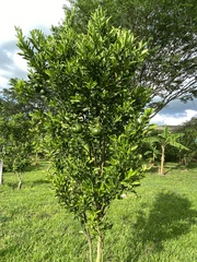 Citrus deliciosa