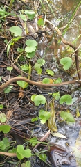 Centella cordifolia