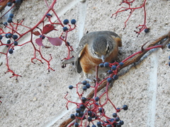Turdus migratorius image