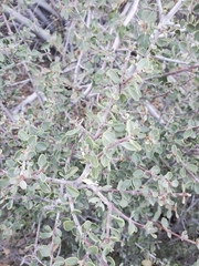 Ceanothus perplexans