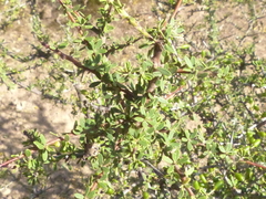 Condalia microphylla