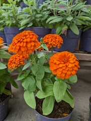 Zinnia elegans