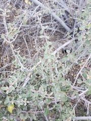 Ceanothus perplexans