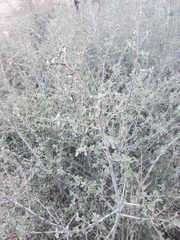 Ceanothus perplexans