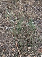 Ceanothus thyrsiflorus thyrsiflorus