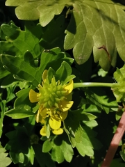 Ranunculus sceleratus