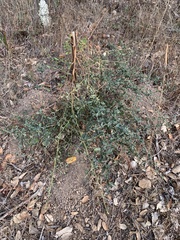 Ceanothus thyrsiflorus thyrsiflorus