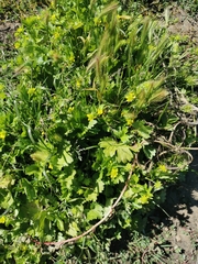 Ranunculus sceleratus