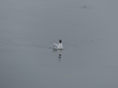 Chroicocephalus serranus