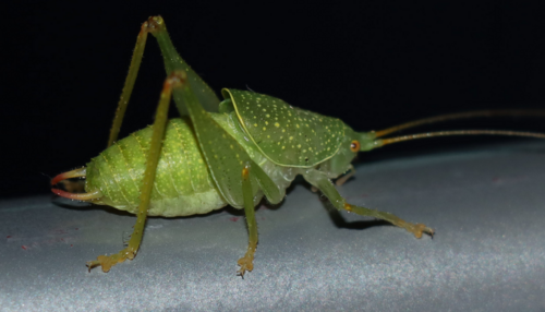 Shielded Oak Bush-cricket photographed in Croatia