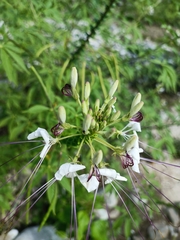 Cleome spinosa