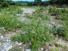 Cleome spinosa
