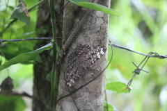 Hamadryas feronia