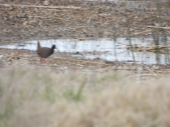 Pardirallus sanguinolentus