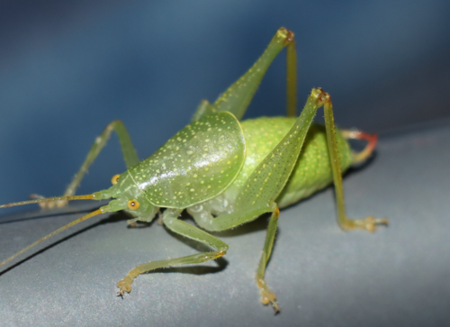 Schildförmige Eichenschrecke