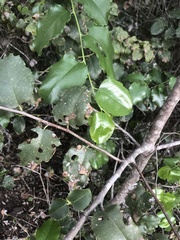 Wilsonomyces carpophilus