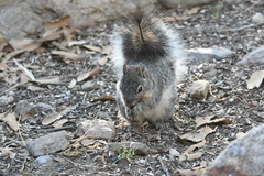 Sciurus arizonensis