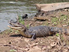 Caiman