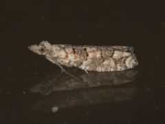 Epinotia subviridis