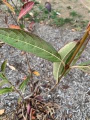 Viburnum