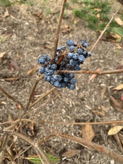 Viburnum