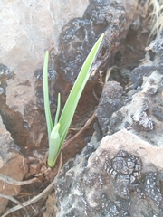 Aloe verecunda