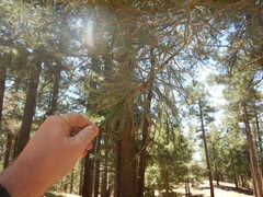 Pinus leiophylla