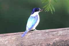 Todiramphus macleayii