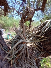 Tillandsia xiphioides