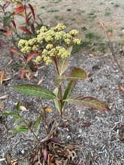 Viburnum