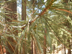 Pinus leiophylla