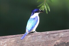 Todiramphus macleayii